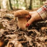 Dłoń przy grzybie rosnącym w jesiennym lesie