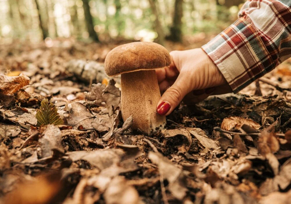 Dłoń przy grzybie rosnącym w jesiennym lesie
